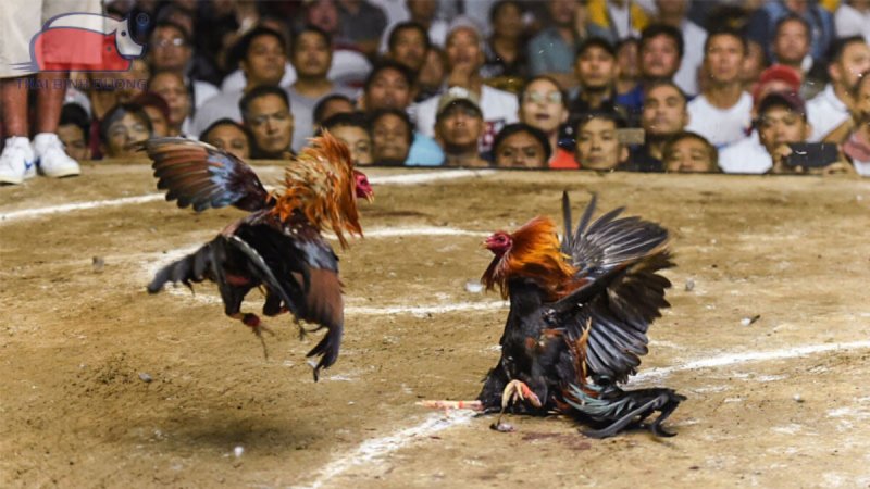 เคล็ดลับการวิเคราะห์ชนไก่จาก A ถึง Z สำหรับนักเดิมพัน 3 การใช้ เคล็ดลับการวิเคราะห์ชนไก่ อย่างรอบคอบและมีเหตุผล