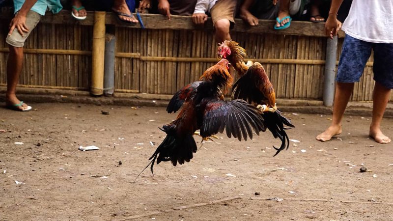 เคล็ดลับการวิเคราะห์ชนไก่จาก A ถึง Z สำหรับนักเดิมพัน 4 ภาพไก่ชนก่อนการแข่งขัน – ใช้ เคล็ดลับการวิเคราะห์ชนไก่ เพื่อประเมินโอกาสชนะ